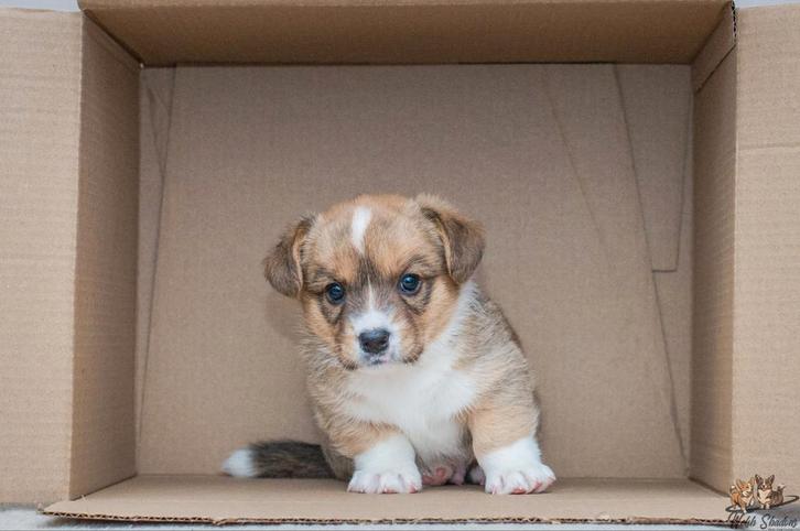 Welsh Corgi Cardigan met stamboom FCI - male / reu, Dieren en Toebehoren, Honden | Herdershonden en Veedrijvers, Reu, Herder, Fokker | Hobbymatig