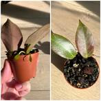 Hoya Sunrise Baby Plant #3 (2 growing vines), Ophalen, Overige soorten, Halfschaduw, In pot