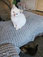 Prachtige brits korthaar kittens, Meerdere dieren, Ontwormd