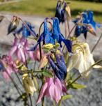 Zaden Akelei mix - Aquilegia vulgaris, Verzenden, Voorjaar, Volle zon, Zaad