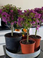 4 super mooie bonsai achtige bougainvillea's op stam in pot!, Tuin en Terras, Planten | Tuinplanten, Zomer, Vaste plant, Overige soorten