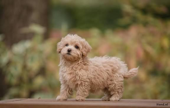 GEZOCHT! bruin kleurige maltipoo pup, Tickets en Kaartjes, Recreatie | Dierentuinen, Eén persoon