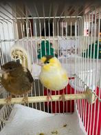 Mooi prachtig een koppel broedrijp kanaries te koop, Dieren en Toebehoren, Vogels | Kanaries, Meerdere dieren, Kleurkanarie