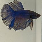 Betta splendens man 68, Dieren en Toebehoren, Vis