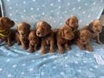 Nestje australienlabradoodles geboren!, Dieren en Toebehoren, Honden | Niet-rashonden, 8 tot 15 weken, Meerdere, Meerdere dieren