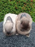 Te koop: raszuivere dwergkonijnen (kleurdwerg), Dieren en Toebehoren, Vrouwelijk, Dwerg, 0 tot 2 jaar