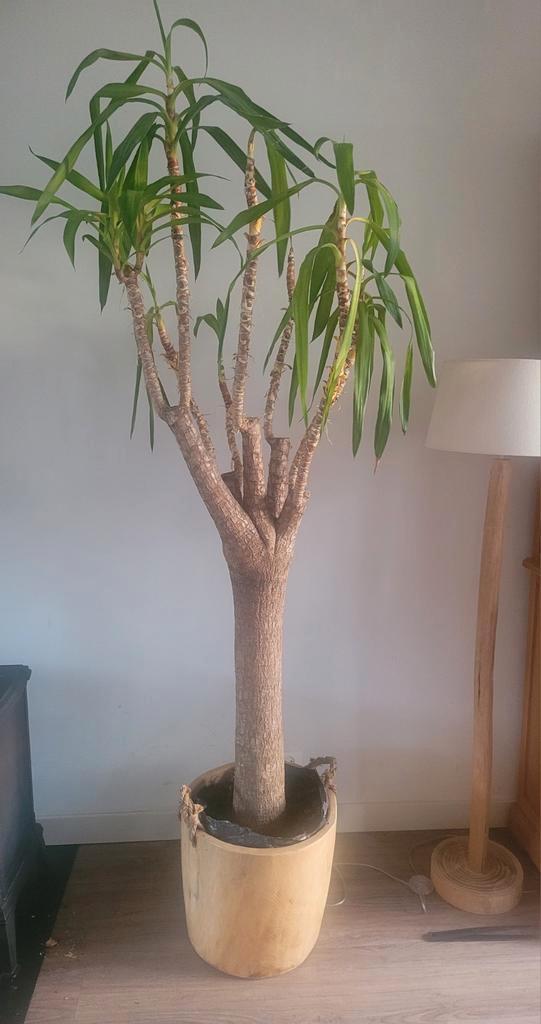 Yucca Gigantea / Palmlelie kamerplant, Huis en Inrichting, Kamerplanten, Yucca, 200 cm of meer, Groene kamerplant, Halfschaduw