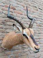 Opgezette kop impala taxidermie opgezet hert gewei schedel, Wild dier, Gewei of Kop, Ophalen