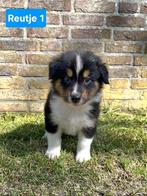 Schotse Collie x Australian Shepherd Pups – Te Koop, CDV (hondenziekte), 8 tot 15 weken, Collie, Meerdere