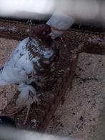 Kroppers tilduiven Haagse Spaans, Dieren en Toebehoren, Vogels | Duiven, Vrouwelijk