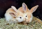 Jonge duitse reus x vlaamsereus konijnen, Dieren en Toebehoren, Konijnen, Meerdere dieren, Groot, 0 tot 2 jaar