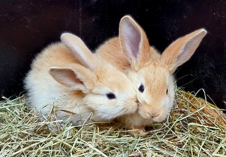 Jonge duitse reus x vlaamsereus konijnen, Dieren en Toebehoren, Konijnen, Groot, Meerdere dieren, 0 tot 2 jaar