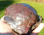 Grote Cluster Botryoidal Hematiet Kidney Ore 2.5 Kilo, Ophalen of Verzenden, Mineraal