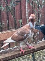 Kuikens 11 stuks, Dieren en Toebehoren, Vogels | Duiven, Meerdere dieren, Postduif