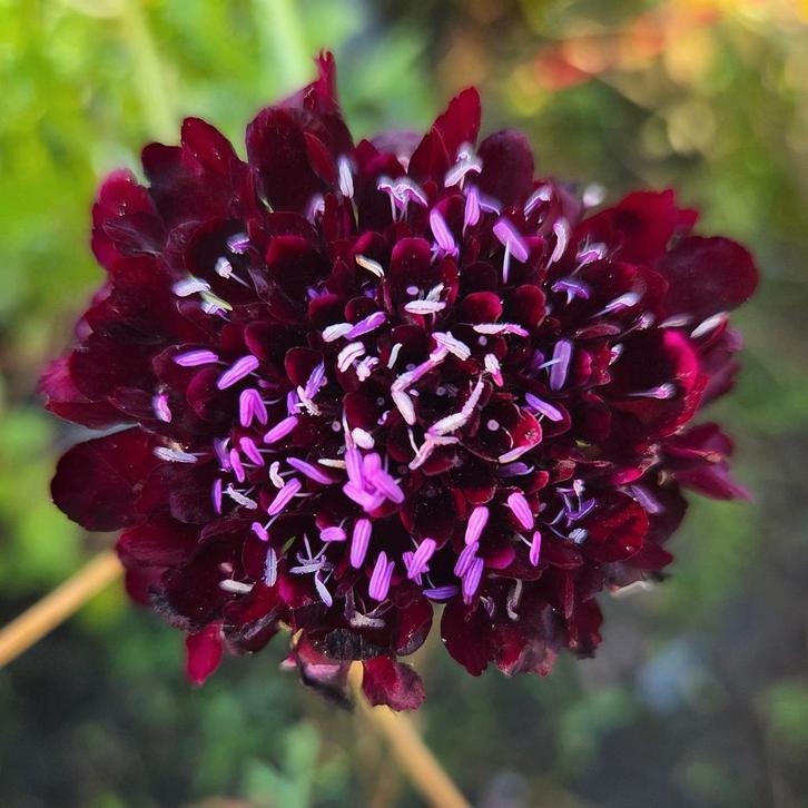 Scabiosa 'Black Knight' zaden, Tuin en Terras, Bloembollen en Zaden, Volle zon, Ophalen of Verzenden