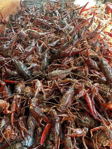 rivierkreeft, crayfish, raki beschikbaar voor biedingen
