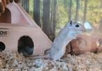 Handtamme gerbil pups diverse kleuren, Mei, Meerdere dieren, Overige typen, Tam