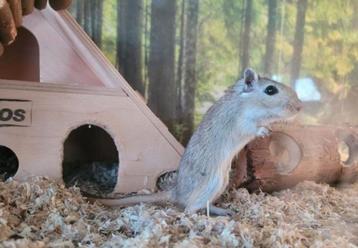 Handtamme gerbil pups diverse kleuren beschikbaar voor biedingen