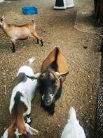 Te koop bok geitenbok zonder hoorns, Dieren en Toebehoren, Schapen, Geiten en Varkens, Mannelijk, Geit