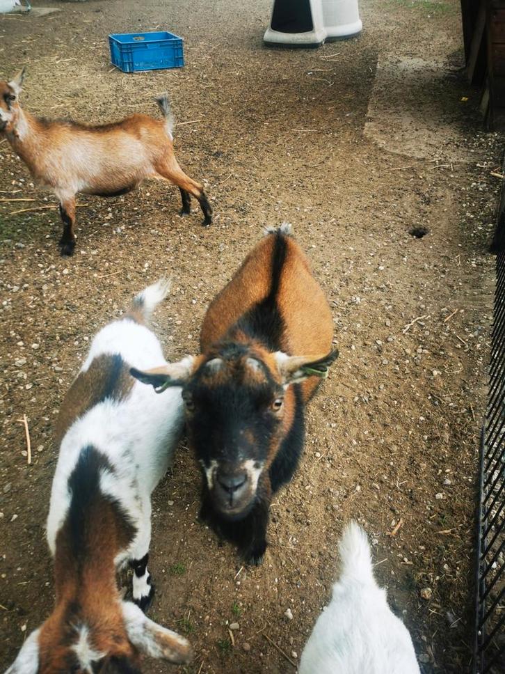 Te koop bok geitenbok zonder hoorns, Dieren en Toebehoren, Schapen, Geiten en Varkens, Geit, Mannelijk