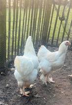 Witte brahma haan, Dieren en Toebehoren, Pluimvee, Mannelijk, Kip