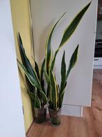 Twee Sansevieria's in glazen pot prijs is per pot., Overige soorten, In pot, Minder dan 100 cm, Groene kamerplant