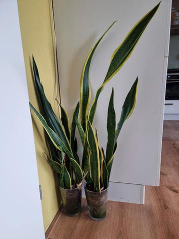 Twee Sansevieria's in glazen pot prijs is per pot. beschikbaar voor biedingen