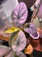 Alocasia Silver Dragon 2 stekken in 1 pot, Huis en Inrichting, Kamerplanten, Ophalen, Halfschaduw, Minder dan 100 cm