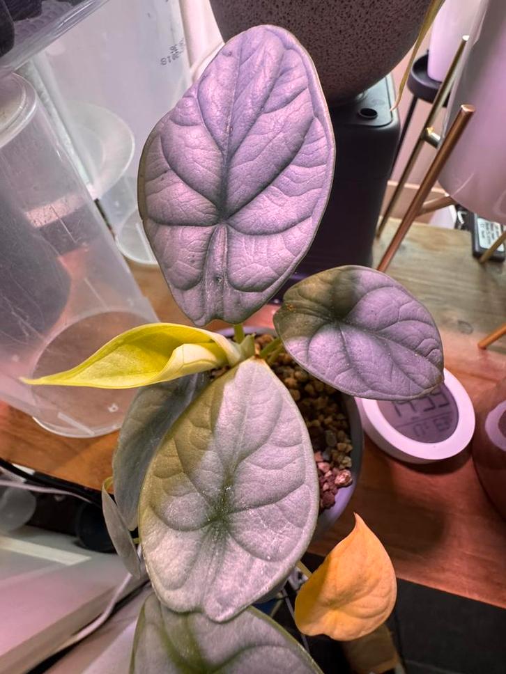 Alocasia Silver Dragon 2 stekken in 1 pot, Huis en Inrichting, Kamerplanten, Minder dan 100 cm, Halfschaduw, Ophalen