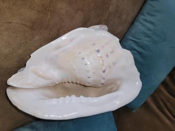 Helmschelp groot circa 25cm beschikbaar voor biedingen