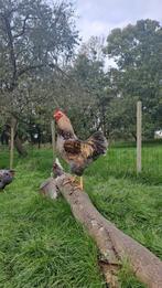 Mooie jonge haan Barnevelder, Dieren en Toebehoren, Pluimvee, Mannelijk, Kip