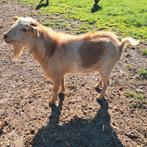 Hoornloze bok te huur, Dieren en Toebehoren, Schapen, Geiten en Varkens, Mannelijk, Geit, 3 tot 5 jaar