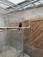 1-3 edelpapegaaien uit 2025 natuurbroed, Dieren en Toebehoren, Meerdere dieren, Papegaai, Geringd