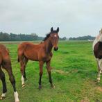 KWPN Hengstveulens springen gefokt, Dieren en Toebehoren, Ruin, Springpaard, 0 tot 2 jaar