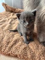 Noorde boskat x kittens, Dieren en Toebehoren, Meerdere dieren, Ontwormd, 0 tot 2 jaar