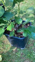 Struikvijgenboom te koop / vijgenboom, Ophalen, Minder dan 100 cm, Volle zon, In pot