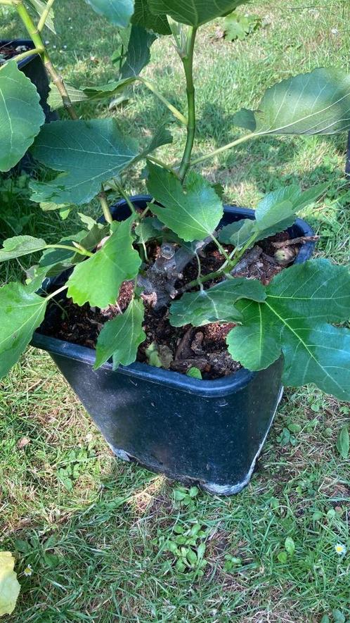 Struikvijgenboom te koop / vijgenboom, Tuin en Terras, Planten | Fruitbomen, Vijgenboom, Minder dan 100 cm, Volle zon, Zomer, In pot