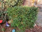 Gratis taxushaagje en vlinderstruik, Ophalen, Taxus, Haag, Minder dan 100 cm
