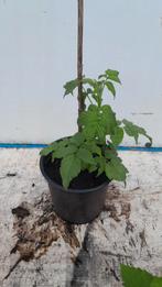 framboos frambozen struik plant vijg vijgen struik boom., Ophalen, Volle zon, Vaste plant, Zomer