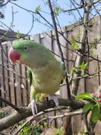 2 zeer lieve tamme alexanderparkieten inclusief kooi, Dieren en Toebehoren, Meerdere dieren, Papegaai, Tam