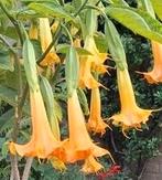 Brugmansia 'Langenbuscher Garten' gewortelde stekken geel, Volle zon, 100 tot 250 cm, Zomer, Overige soorten