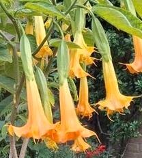 Brugmansia 'Langenbuscher Garten' gewortelde stekken geel, Tuin en Terras, Planten | Bomen, Overige soorten, 100 tot 250 cm, Volle zon