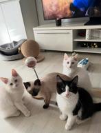 Radgoll / kruising kitten, Dieren en Toebehoren, Meerdere dieren, Met stamboom, 0 tot 2 jaar