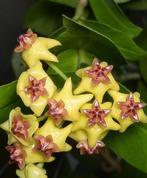 Hoya densifolia, Huis en Inrichting, Kamerplanten, Ophalen of Verzenden, Halfschaduw, Minder dan 100 cm