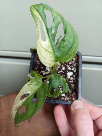Monstera adansonii albo variegata beschikbaar voor biedingen