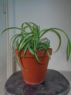 KRULGRASLELIE Chlorophytum comosum BONNIE aardewerk pot, Ophalen, Overige soorten, In pot, Minder dan 100 cm