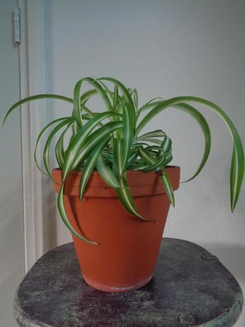  KRULGRASLELIE Chlorophytum comosum BONNIE aardewerk pot beschikbaar voor biedingen