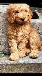 We waren op tv  cuddlewellranch ‘ bijzondere labradoodle  ., Overige rassen, CDV (hondenziekte), 8 tot 15 weken, Meerdere
