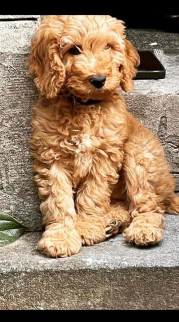 We zoeken lieve gastgezinnen cuddlewellranch labradoodle  . beschikbaar voor biedingen