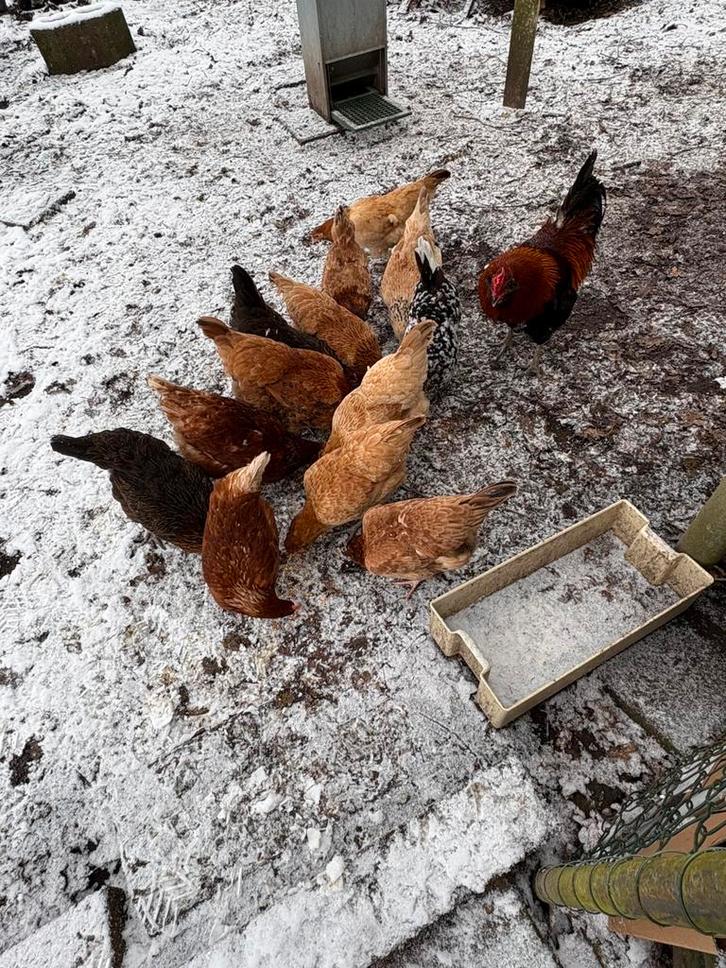Broedeieren.  araucanas en van groenleggers, Dieren en Toebehoren, Pluimvee, Kip, Geslacht onbekend